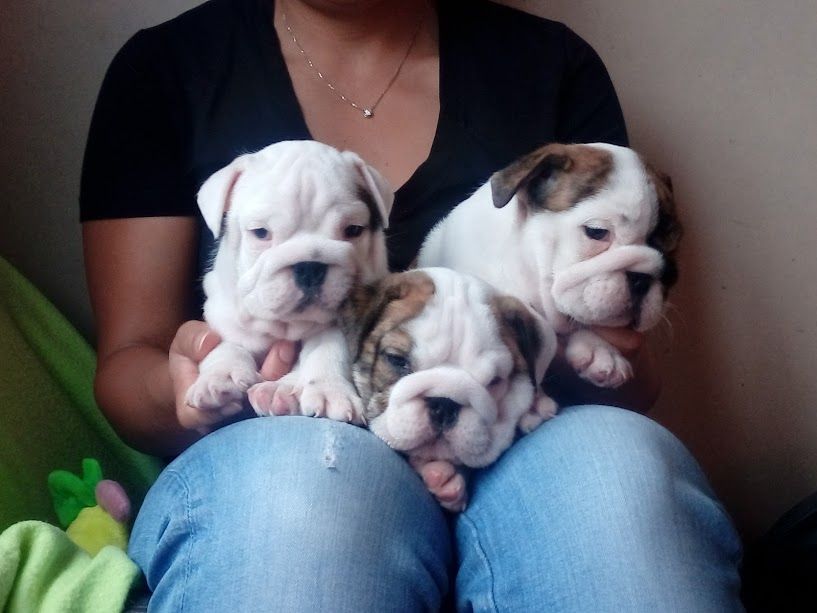 Chiot Bulldog Anglais Des Marais D'Opale