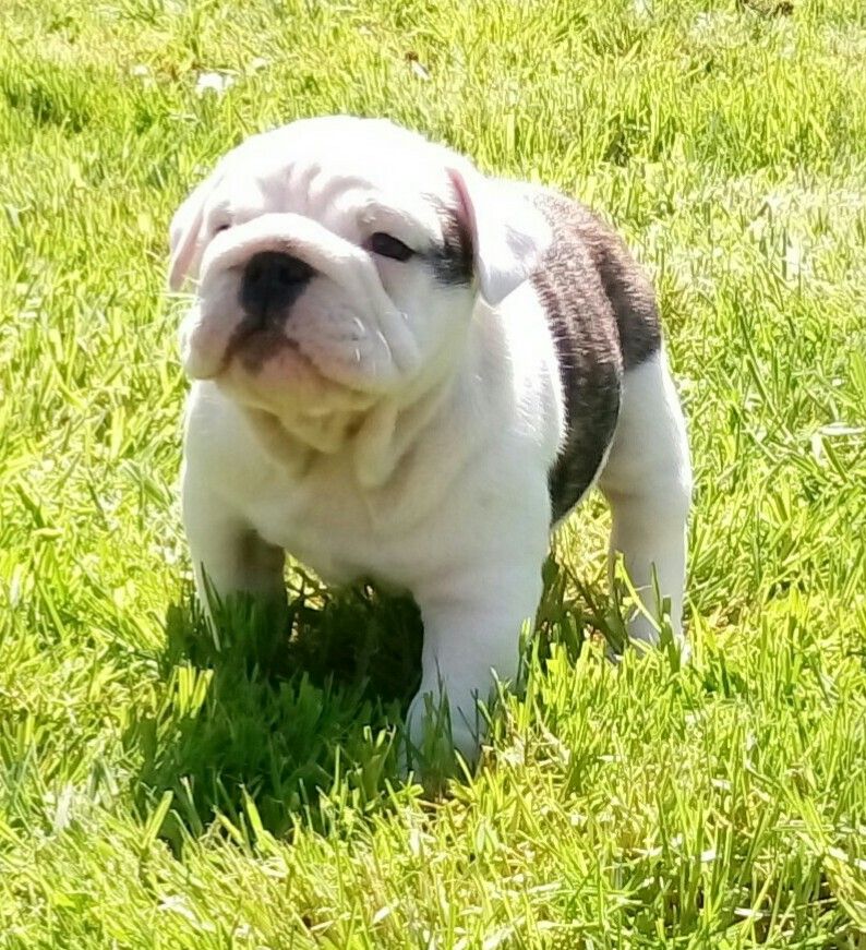 Des Marais D'Opale - Chiots disponibles - Bulldog Anglais