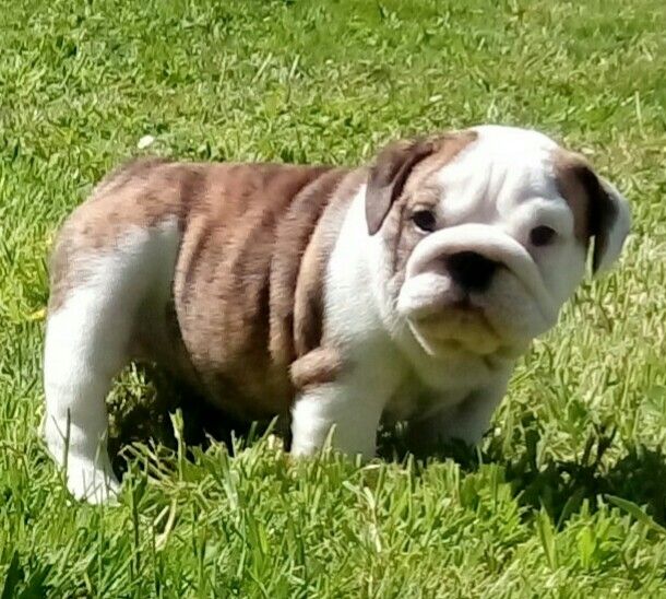 Des Marais D'Opale - Chiots disponibles - Bulldog Anglais